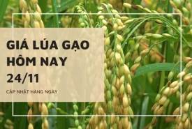 Giá lúa gạo hôm nay