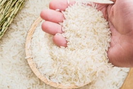 Đại lý cung cấp gạo từ thiện chất lượng giá rẻ