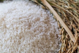 Địa chỉ bán gạo Củ Chi ngon nhất hiện nay