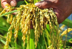 Địa chỉ bán gạo quận 12 uy tín bạn cần biết