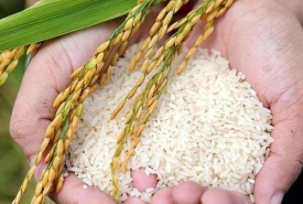 Gạo Miền Tây
