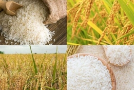 Mua gạo chất lượng tại cửa hàng gạo quận 5 - Thành Tâm