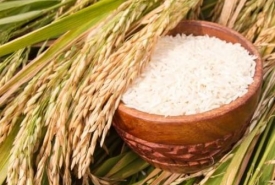 Mua gạo dẻo, tươi, ngon tại cửa hàng gạo Hóc Môn - Thành Tâm