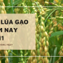 Giá lúa gạo hôm nay