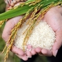 Gạo Miền Tây